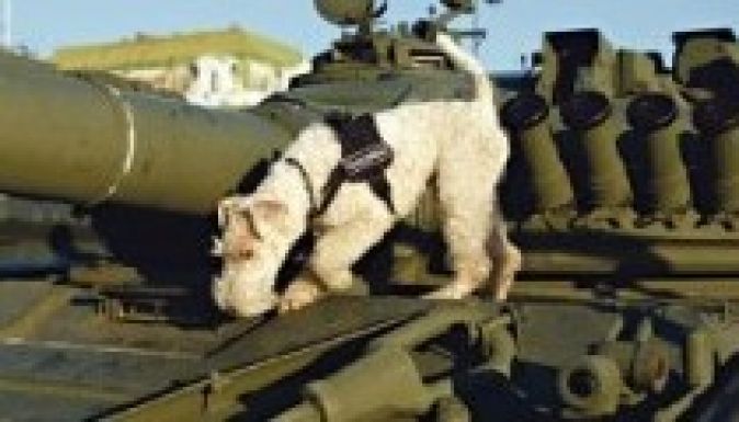 A bombakereső kutyák a prosztatarákot is kiszagolják