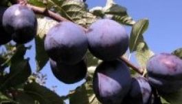 Sokan igényelték az ingyenes facsemetéket Háromszéken