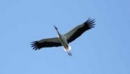 Hazatért Veca, a jeladós öreg fehér gólya