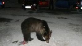 Medvebocsot kergettek Nagyszeben utcáin