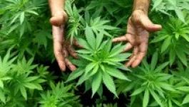 A kannabisz lassíthatja rákos sejtek növekedését