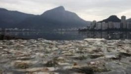 Döglött halak ezrei hánykolódnak az olimpia helyszínén (FOTÓK)