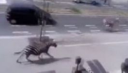 „Legyenek óvatosak, három zebra mászkál a városban” (VIDEÓ)