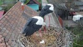 Nézd élőben, hogyan él egy gólyacsalád Székelyföldön (VIDEÓ)