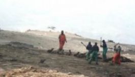 Nyolcvanhatezer fókát akarnak elpusztítani Namíbiában (VIDEÓ)