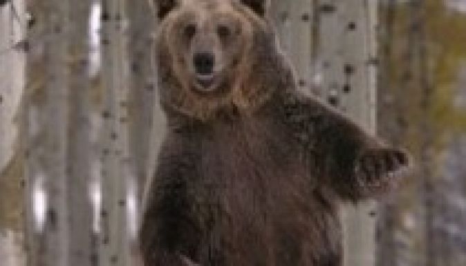 Medve támadott egy fiatalemberre, megúszta