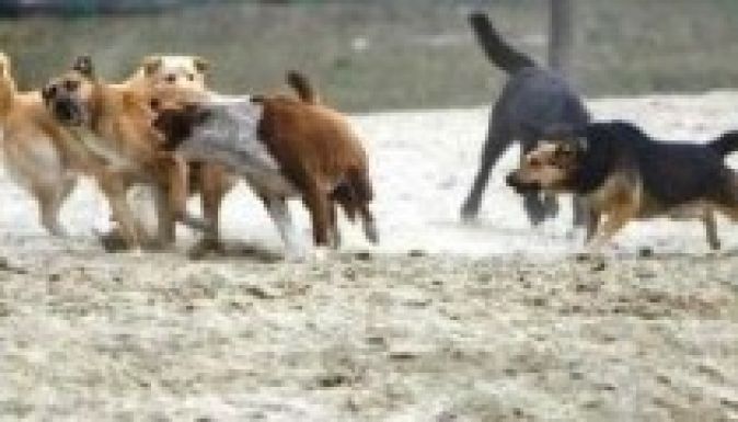 Kis híján szétmarcangolta a kutya az öt éves kisfiút