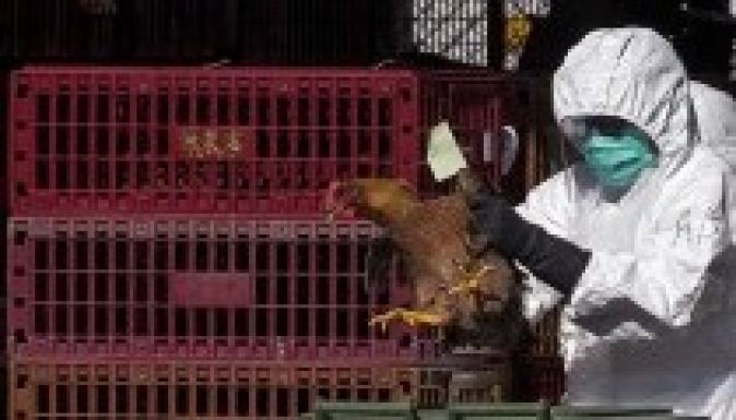 Nebraskában is szükségállapotot hirdettek madárinfluenza miatt