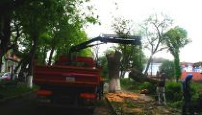 Nemzeti színű szalagokkal gyászolták a Vársétány kivágott fáját