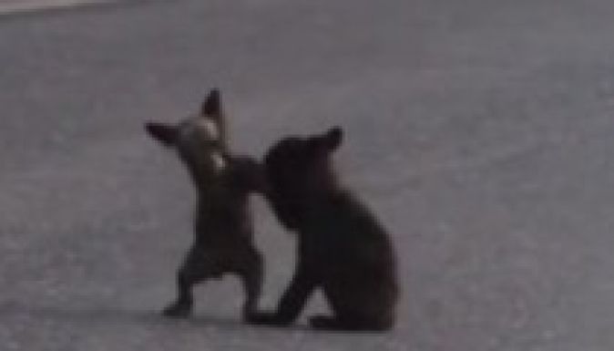 Ennél cukibban nem verekedhet két medvebocs (VIDEÓ)