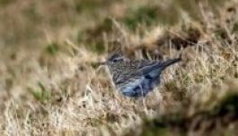 Madármészárlásoktól tart a Milvus egyesület