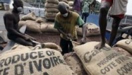 Megugrott a kakaó világpiaci ára