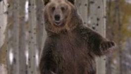 Medve támadott egy fiatalemberre, megúszta