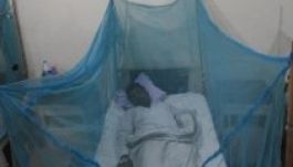 Idén több mint kétszázan haltak meg csonttörő lázban Brazíliában