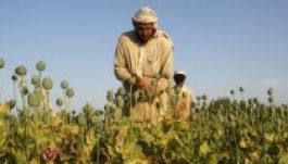 Kétszer annyi ópiumot ad az afgán tálibok új szupermákja