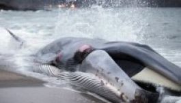 Meglepő dolgot találtak a barázdásbálnák szájában