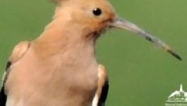 Madarak és Fák Napja a Székely Nemzeti Múzeumban