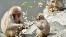 A Royal Baby nevét kapta egy majom Japánban