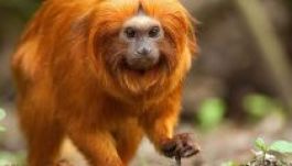 Majomritkaságokat loptak egy francia állatkertből