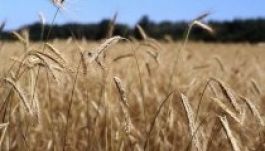 Szegényes lesz az idei búzatermés az EU-ban