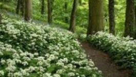 „Ezek az erdők királyának tartják magukat!”