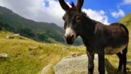 Ezer euróért mérik Szerbiában a szamársajt kilóját