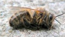 Az amerikai méhpopuláció szinte fele pusztult el egy év alatt