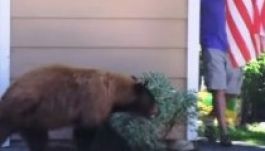 Ilyen amikor egy medve és egy ember váratlanul szembefut (VIDEÓ)