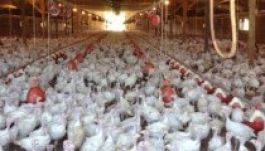 Megölnek kétmillió minnesotai tyúkot a madárinfluenza miatt