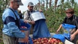 Összeomolhat a nyugdíjrendszer a külföldi idénymunka miatt