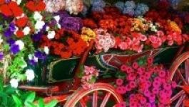 Virágfesztivált szerveznek Temesváron most először