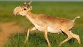 Mintegy húszezer tatárantilop pusztult el Kazahsztánban