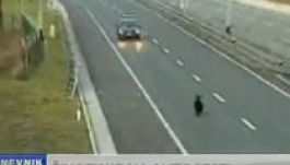 Elektromos kerítéssel védik a medvéktől az autópályát