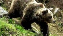 Medve sebesített meg egy nőt Székelyföldön