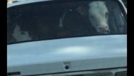 Jól megy a dolguk a teheneknek Nagyváradon (FOTÓ)