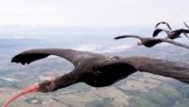 Kipusztulhat a tarvarjak szíriai populációja Palmüra elfoglalása miatt