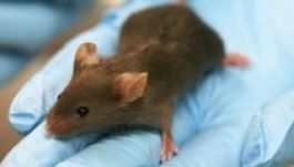 A kísérleti egerek legyőzték az ebolát