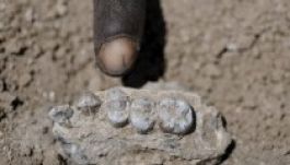 Új taggal bővült az ember családfája