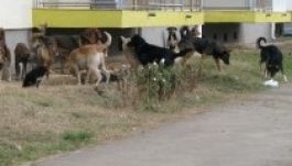 Három év felfüggesztett börtön a kóbor kutyák által megölt kisfiú ügyében