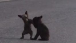 Ennél cukibban nem verekedhet két medvebocs (VIDEÓ)