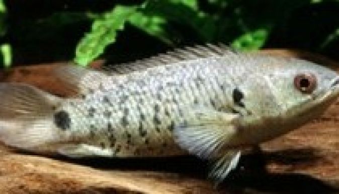 Az ökoszisztémában is zavart kelthet az Ausztrália felé tartó hal