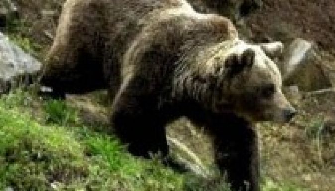 Emberre támadt egy medve Gyergyóban