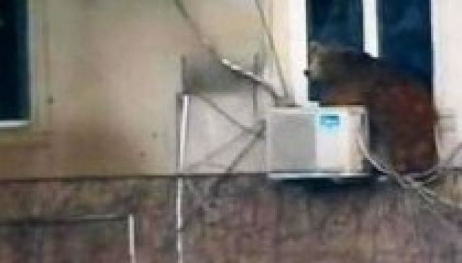 Medvék és oroszlánok garázdálkodnak Tbiliszi utcáin (FOTÓK)