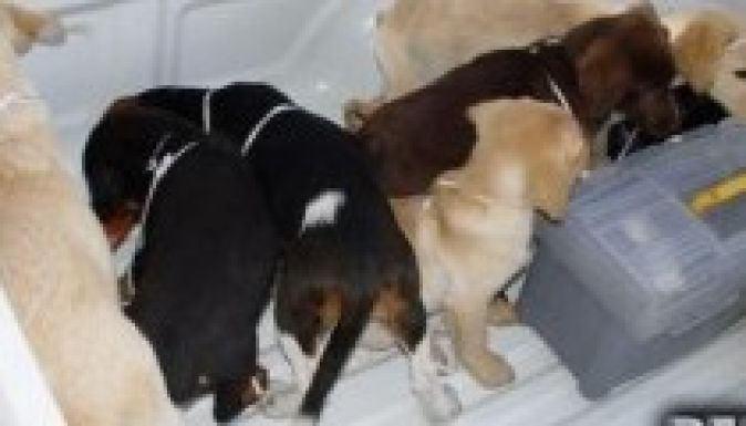 Kutyakölykökben csempészett heroint egy venezuelai állatorvos