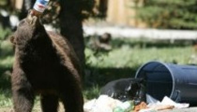 Borboly Csaba a Hargita megyei medvetámadásokról beszélt Brüsszelben