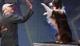 Másodszorra győzött táncoló kutya a brit tehetségkutatón (VIDEÓ)