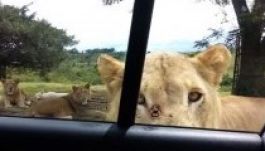 Tragédia a szafarin: oroszlán rángatott ki egy nőt az autóból