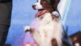 Dublőrrel nyert negyedmillió fontot a brit táncoló kutya (VIDEÓ)