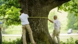 Kétszázötven éves tölgyfát „ölelt kebelére” Károly herceg (FOTÓK)