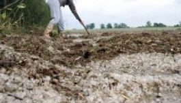 Közel 4 millióra taksálják a szatmári jégkárokat